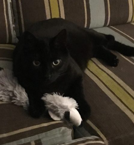 Nocturne, petit chat noir, allongé sur un canapé rayé avec sa peluche
